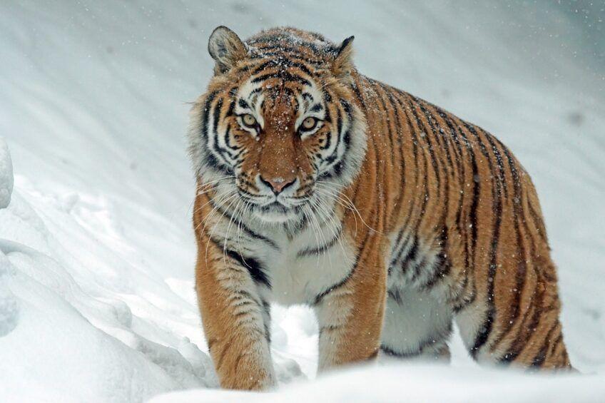 tygrys amurski
