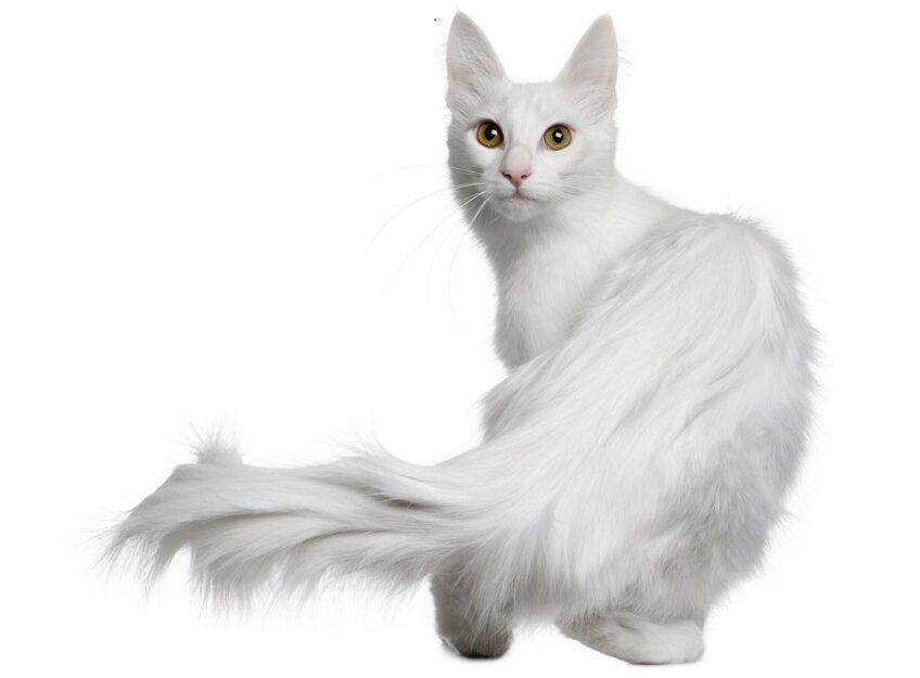 rasa białych kotów - angora turecka
