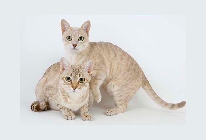 dwa koty australian mist