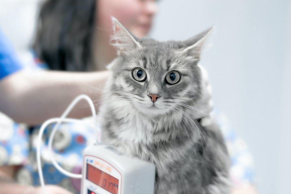 badanie ciśnienia krwi u kota