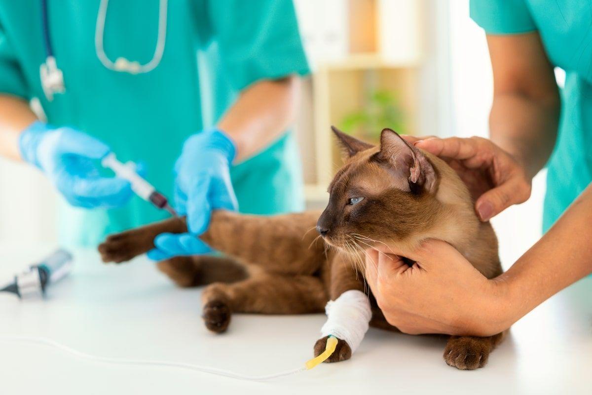 badanie krwi u kota