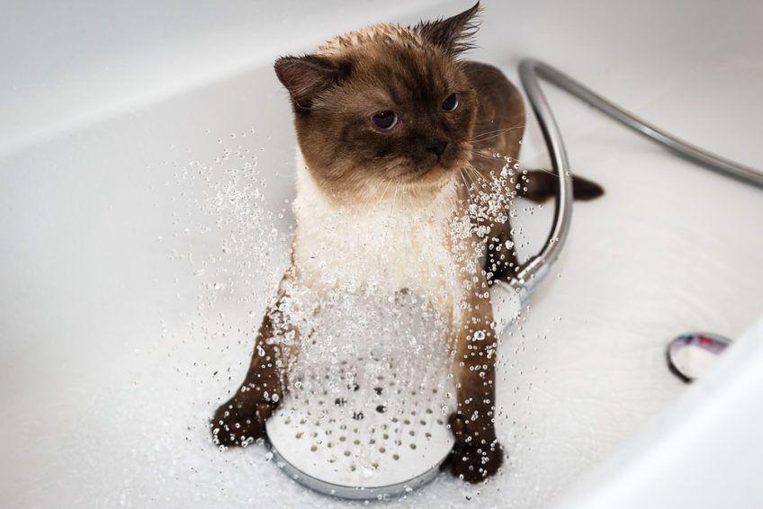 kot w wannie