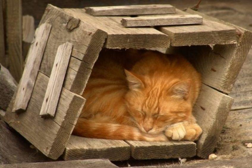 bezdomny rudy kotek