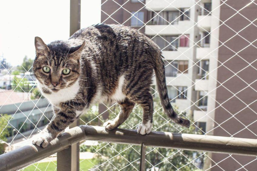 bezpieczny balkon dla kota