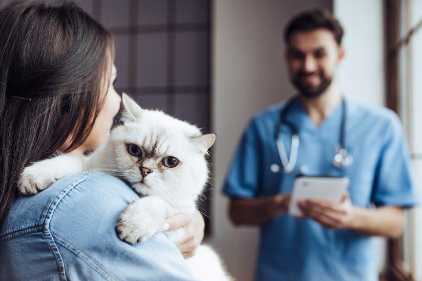 kot przed wizytą u weterynarza powinien być odpowiednio przygotowany, lekarz weterynarii z kotem