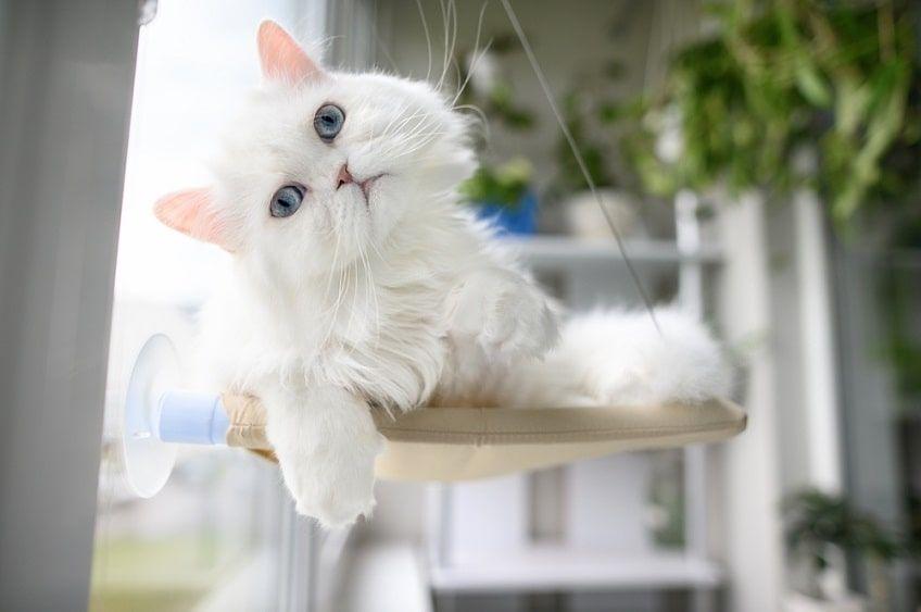 biały głuchy kot-min.jpg