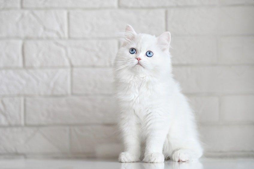 biały kot głuchota-min.jpg