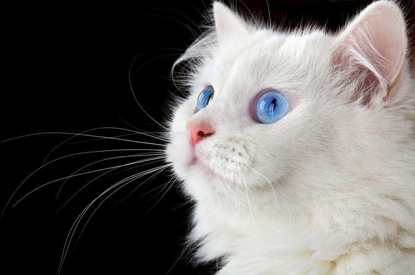 biały kot niebieskie oczy-min.jpg