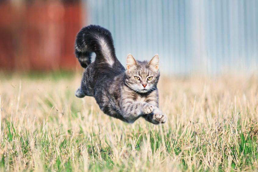kot biegnie po trawie
