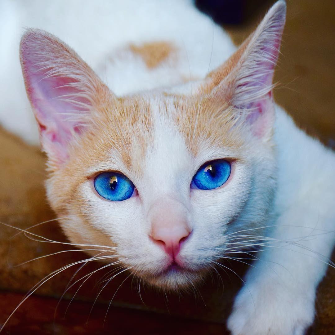 niebieskie oczy u kota