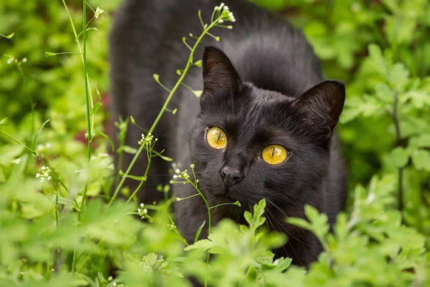 Kot bombajski czający się w roślinkach