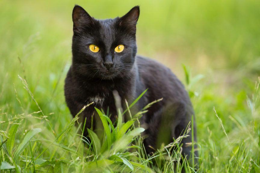 Kot bombajski siedzący w trawie