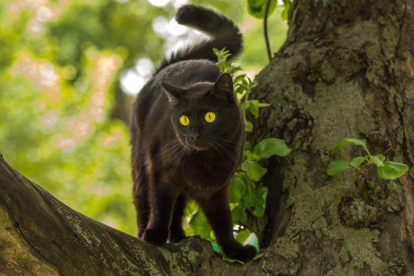 Nastroszony kot bombajski stojący na gałęzi drzewa