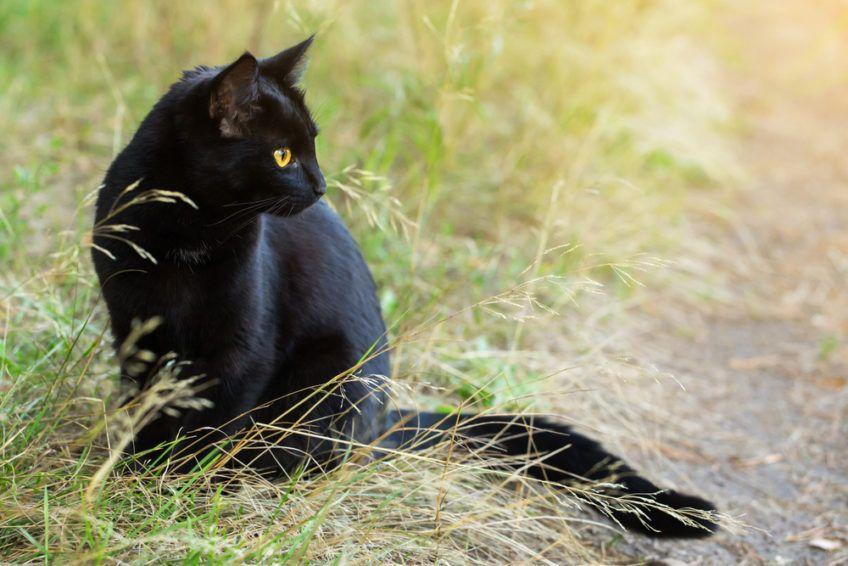 Kot bombajski siedzący na trawie