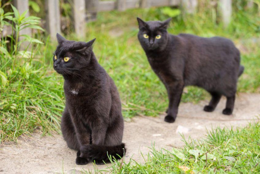 Dwa koty bombajskie na ścieżce w ogrodzie