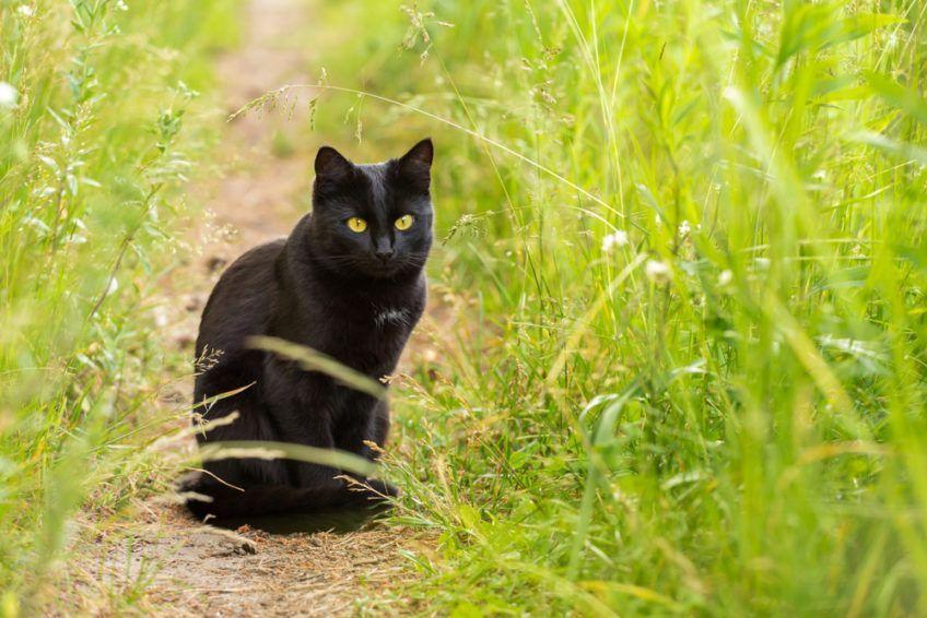 Kot bombajski siedzący na ścieżce