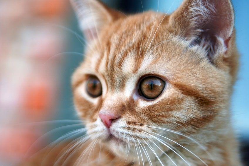 brązowy kolor oczu kota-min.jpg