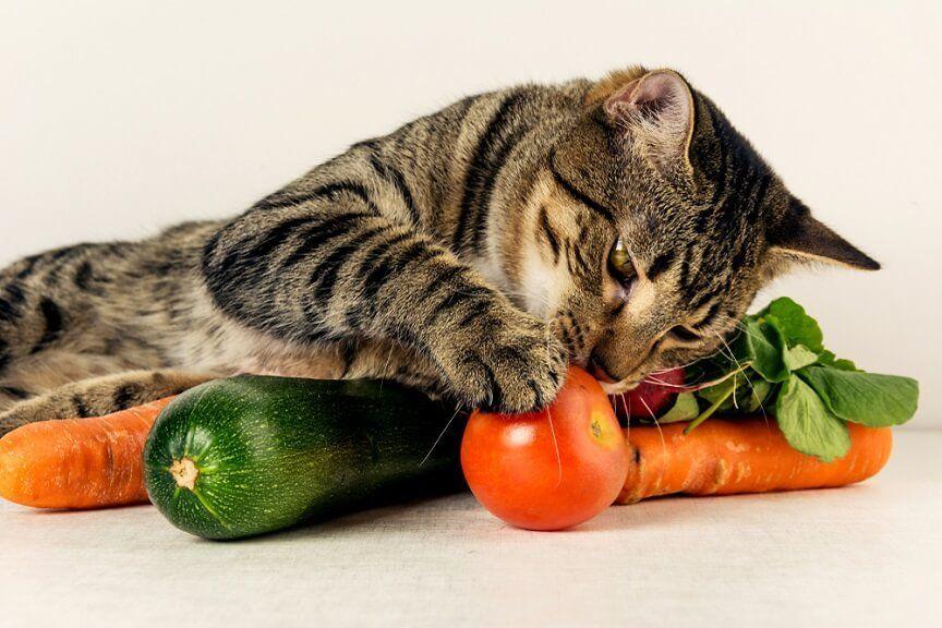 Koty weganie muszą mieć dietę synetetyczną.