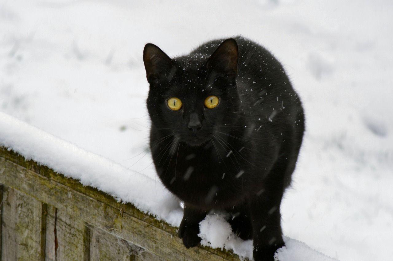 czarny kot na śniegu zima