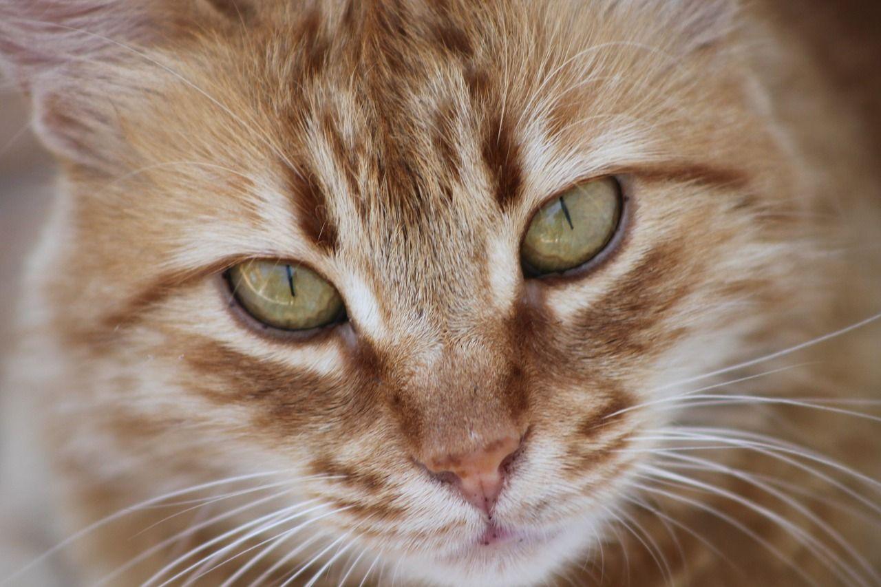 portret rudego kota