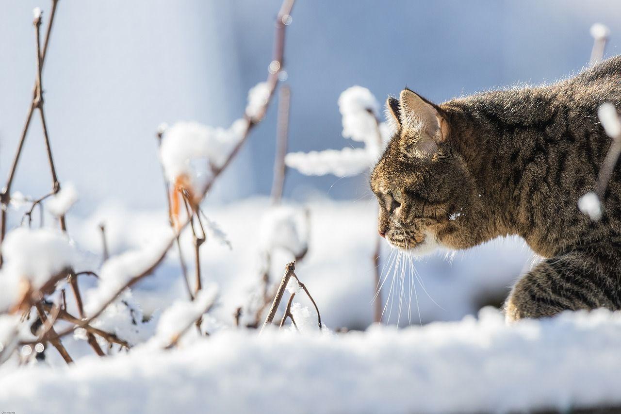 kot idzie po śniegu zimą