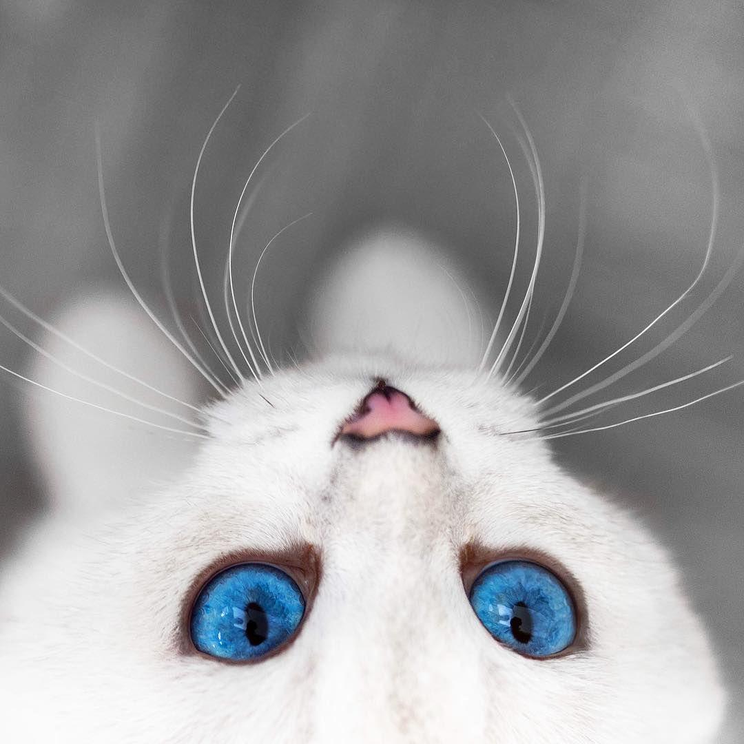 niebieskie oczy u kota