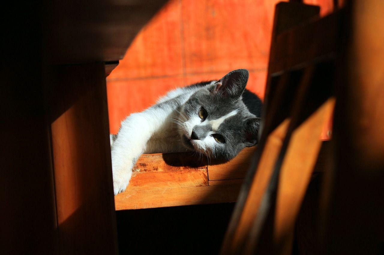 kot w kocim domku