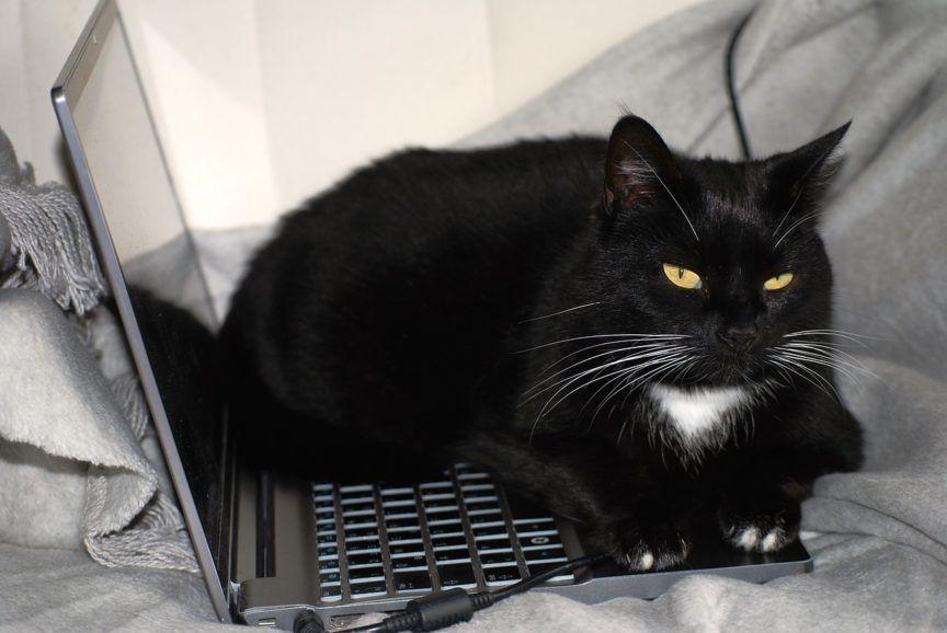 kot na laptopie praca wśród bandy kotów