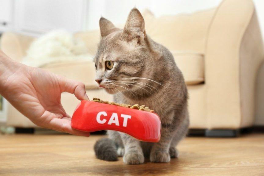 Nowotwory u kotów. Pani podaje kotu miskę z jedzeniem.