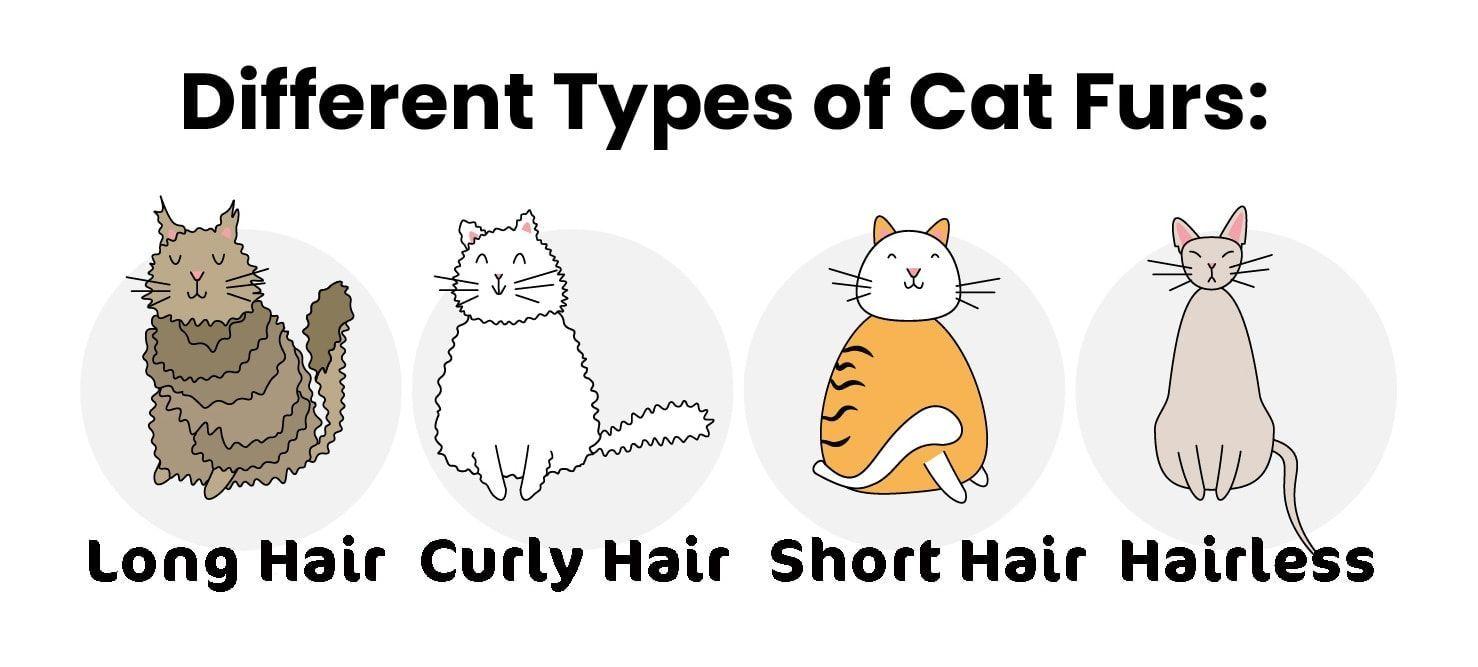 cat fur types