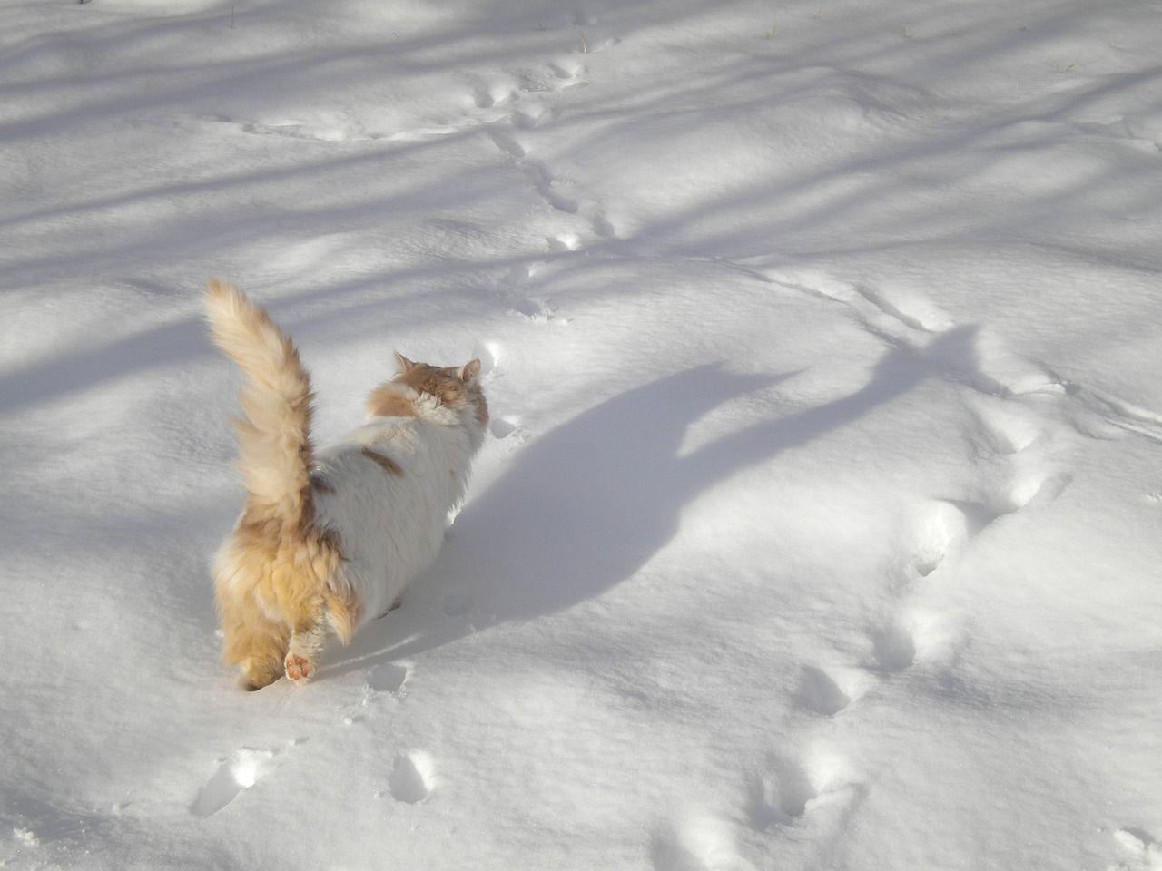 kot idzie po śniegu