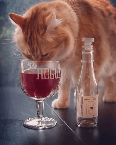 catnip-wine-for-cats-apollo-peak-2.gif