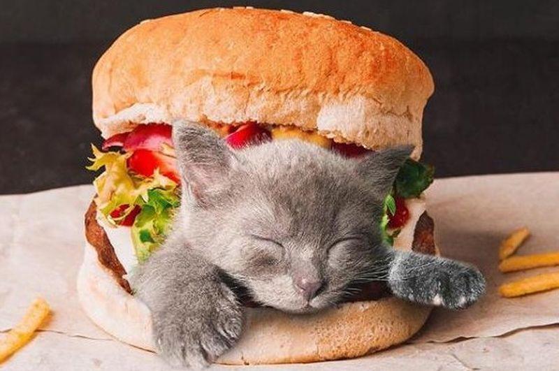 cats in food