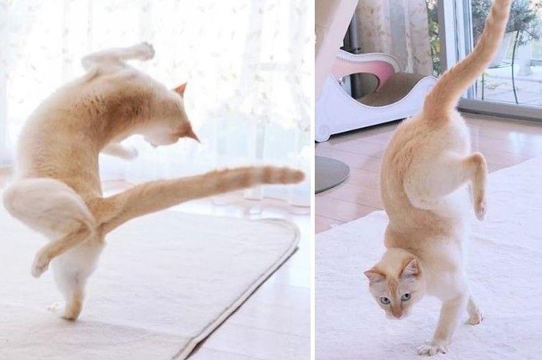 tańczący kot