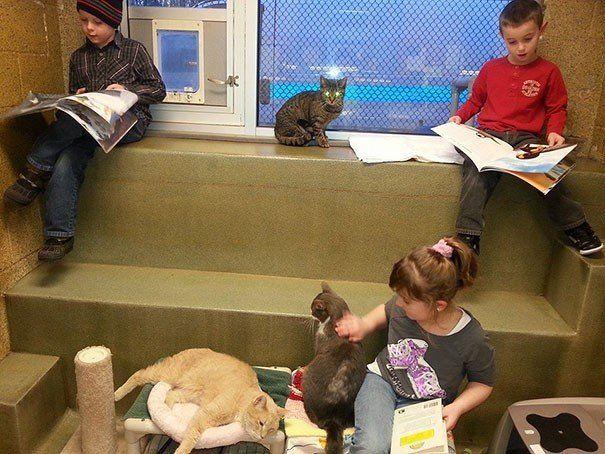 dzieci czytają kotom w schronisku