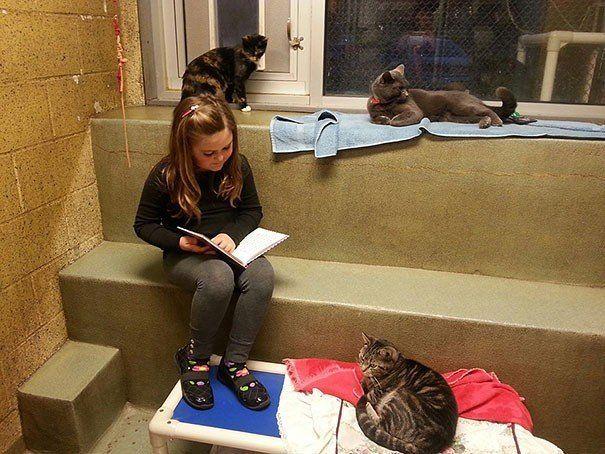 dziewczynka i koty w schronisku
