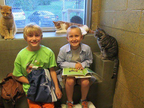 dzieci czytają kotom w schronisku