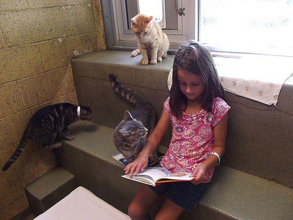 dziewczynka czyta kotom książkę