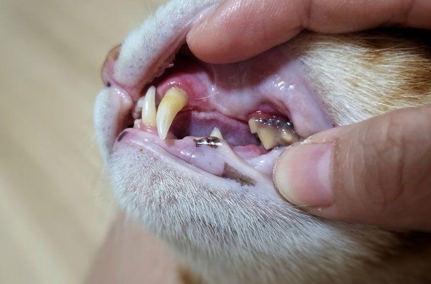 chore zęby u kota