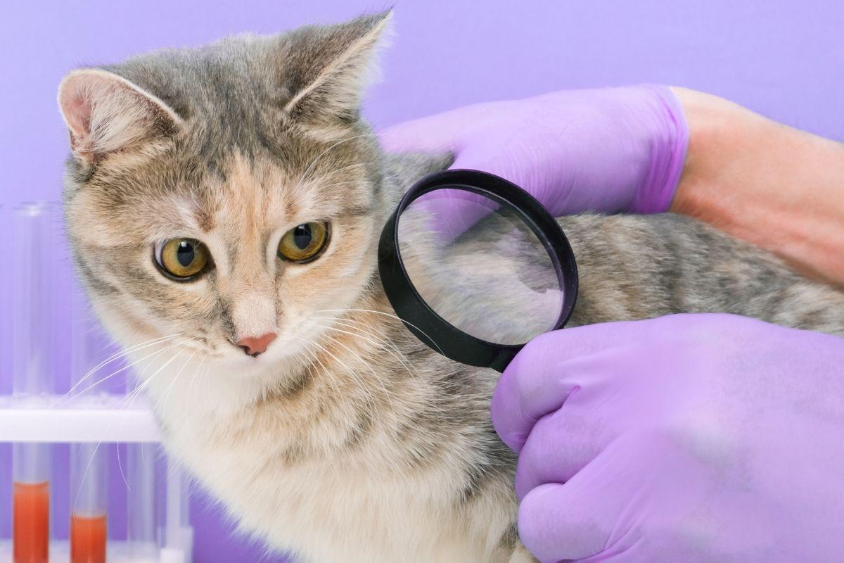 choroby odkleszczowe u kotów