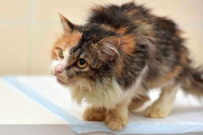 choroby tarczycy u kotów-min.jpg