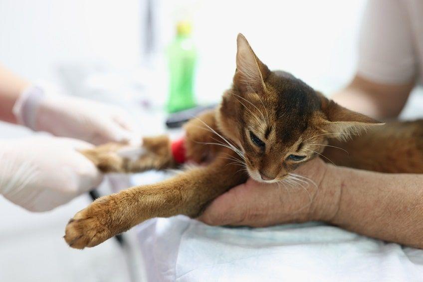 choroby trzustki u kota