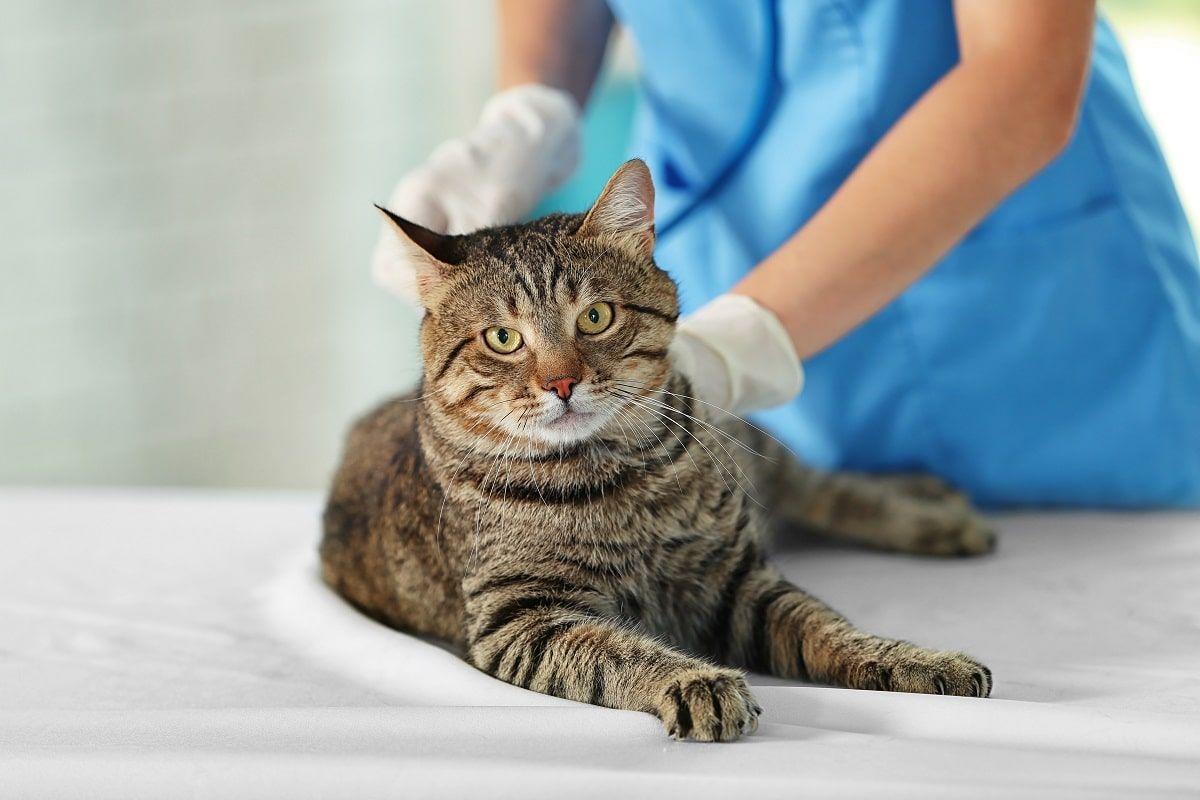 choroby wątroby u kotów