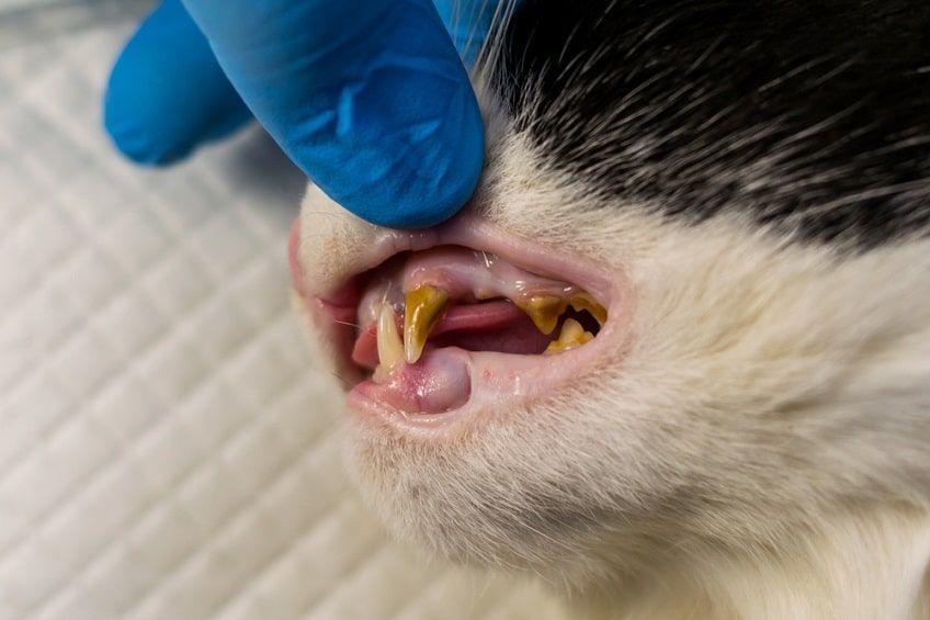 choroby zębów u kota leczenie-min.jpg