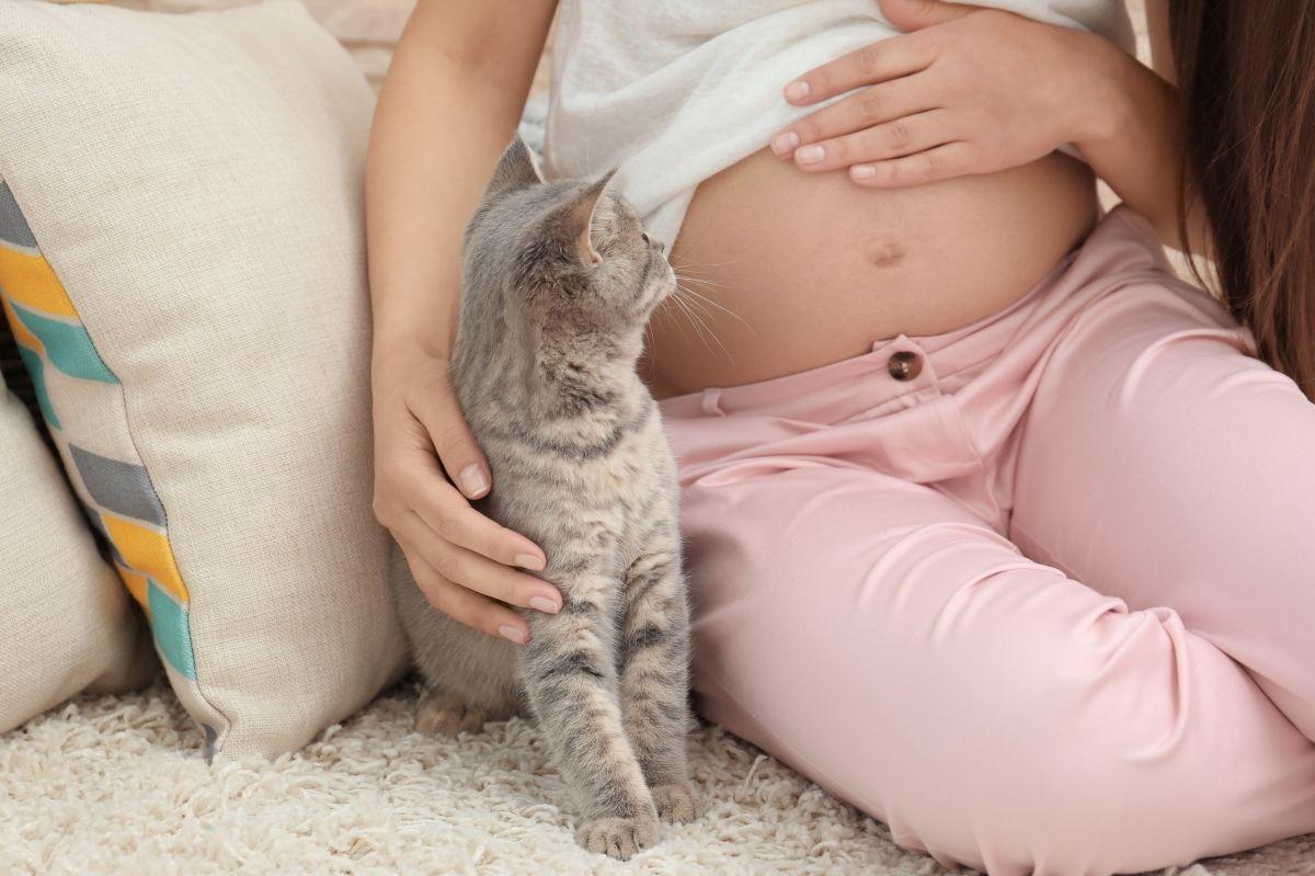 ciąża a kot