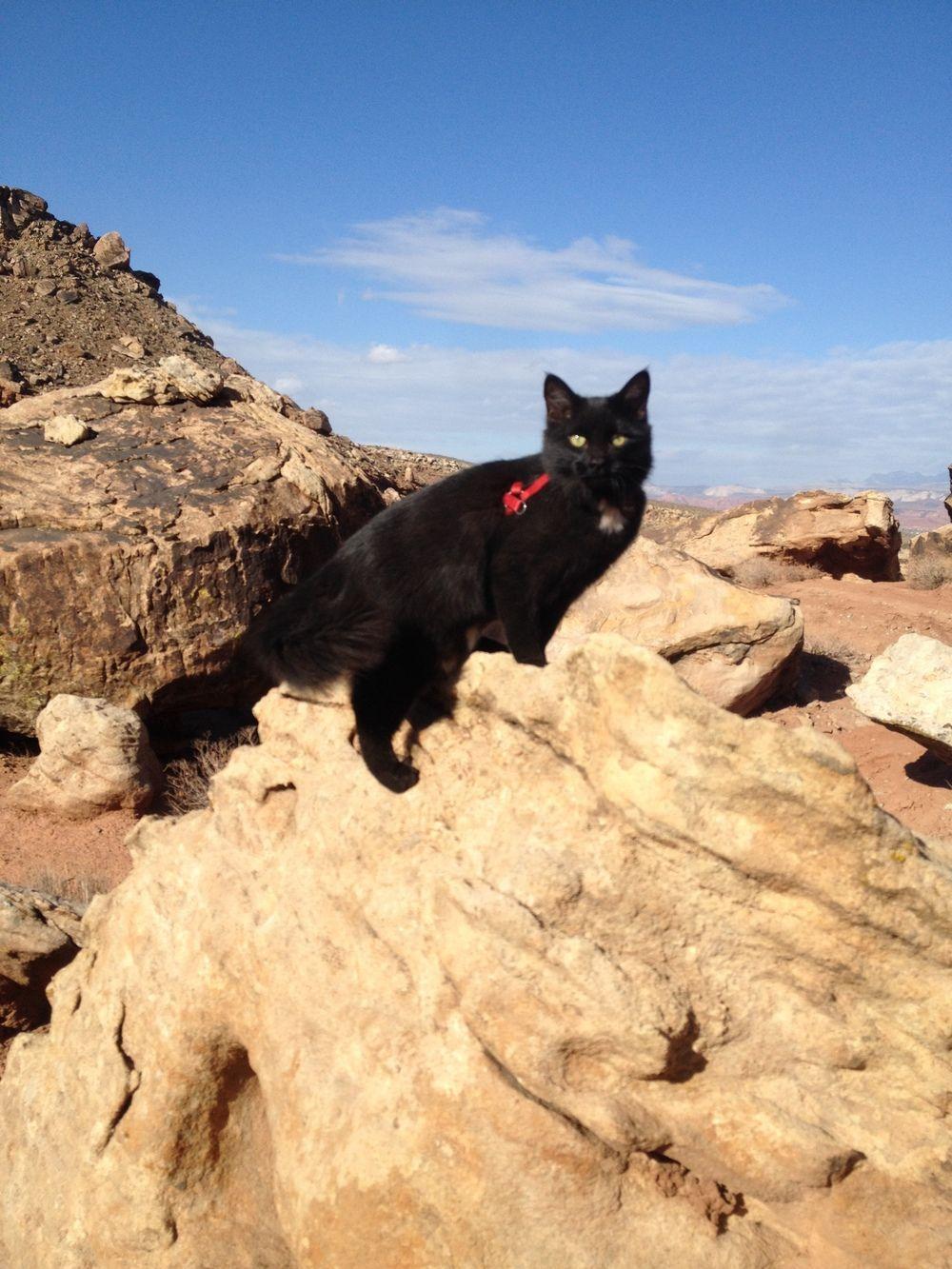 czarny kot wspina się w górach