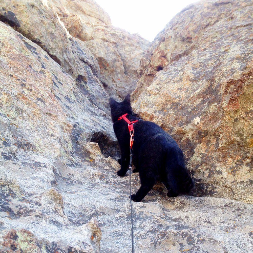 czarny kot w górach
