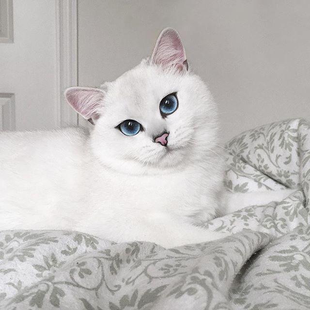 coby najpiękniejsze kocie oczy świata
