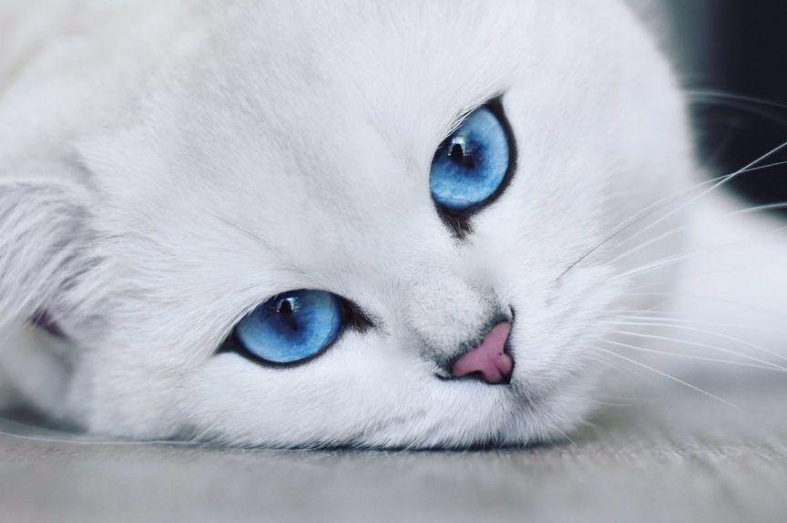 coby najpiękniejsze kocie oczy
