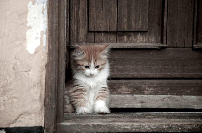 Kocię cymrica siedzące na progu domu